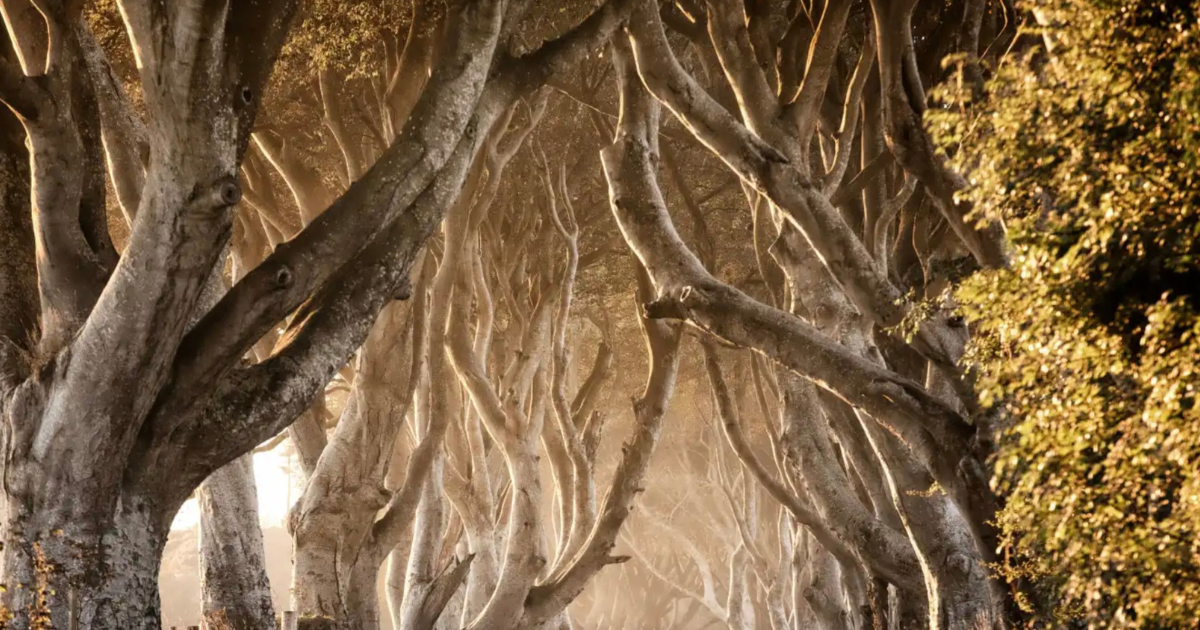 The Dark Hedges in Northern Ireland, featured as the Kingsroad in Game of Thrones
